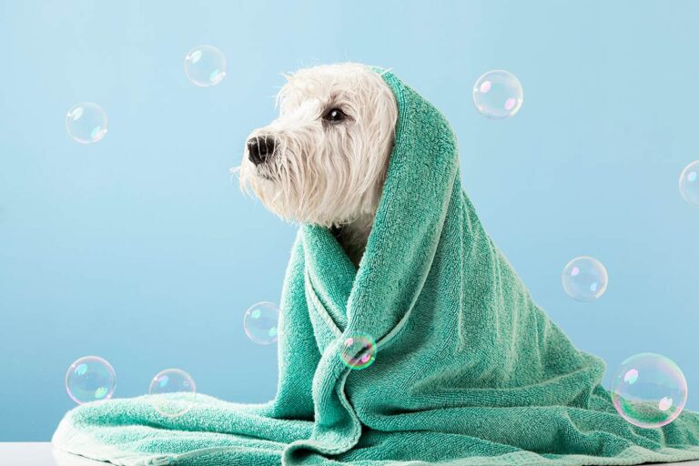 How to wash your dog and cat: Martini's Guide - Martini Spa